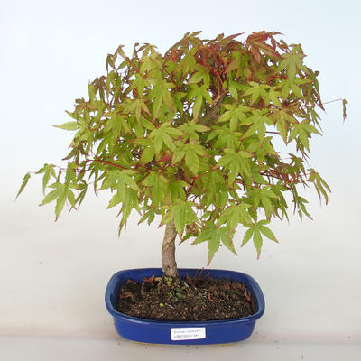 Bonsai im Freien - Acer palmatum Beni Tsucasa - Palmahorn - 1
