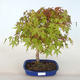 Bonsai im Freien - Acer palmatum Beni Tsucasa - Palmahorn - 1/4