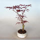 Outdoor Bonsai - Acer Palme. Atropurpureum-Ahorn - 1/2