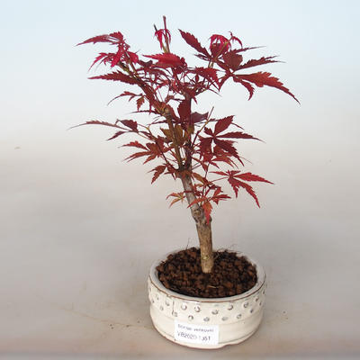 Outdoor Bonsai - Acer Palme. Atropurpureum-Ahorn - 1