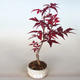 Outdoor Bonsai - Acer Palme. Atropurpureum-Ahorn - 1/2