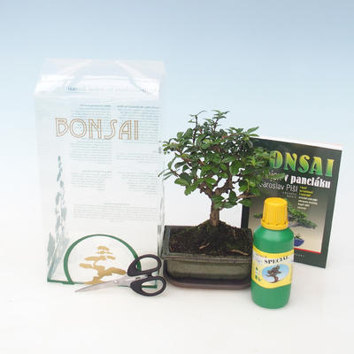 Zimmer-Bonsai in einem Geschenkkarton, Carmona macrophylla - Tee fuki