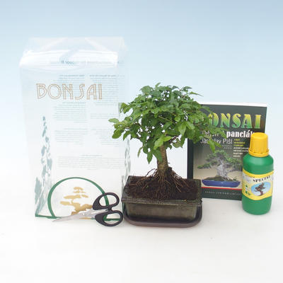 Zimmer-Bonsai in einem Geschenkkarton, Ligustrum chinensiss - immergrün Liguster