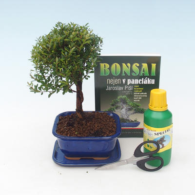 Indoor Bonsai - Syzygium - Pimentovník