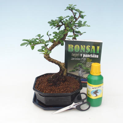 Ficus retusa - Fikus malolistý, Zimmer-Bonsai-Kit