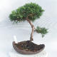Bonsai im Freien - Juniperus chinensis - chinesischer Wacholder - 1/4