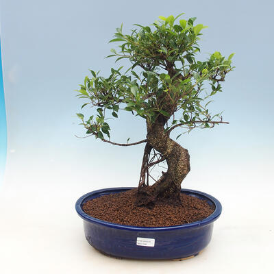 Zimmer-Bonsai Ficus Ficus retusa- malolistý - 1