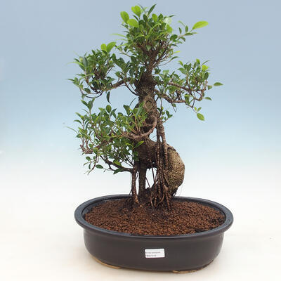 Zimmer-Bonsai Ficus Ficus retusa- malolistý - 1