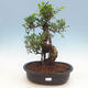 Zimmer-Bonsai Ficus Ficus retusa- malolistý - 1/2