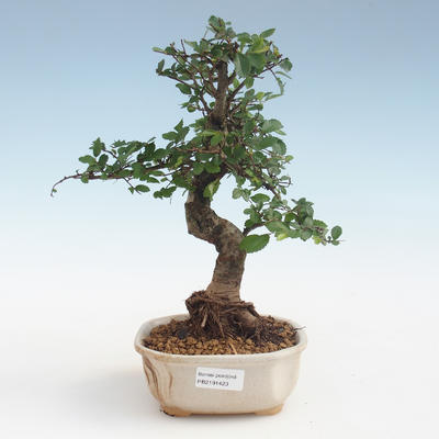 Indoor Bonsai - Ulmus parvifolia - Kleine Blattulme PB2191423 - 1