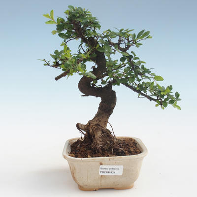 Indoor Bonsai - Ulmus parvifolia - Kleine Blattulme PB2191424 - 1