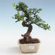 Indoor Bonsai - Ulmus parvifolia - Kleine Blattulme PB2191424 - 1/3