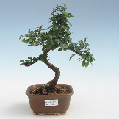 Indoor Bonsai - Ulmus parvifolia - Kleine Blattulme PB2191425 - 1