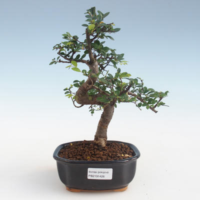 Indoor Bonsai - Ulmus parvifolia - Kleine Blattulme PB2191426 - 1