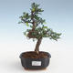 Indoor Bonsai - Ulmus parvifolia - Kleine Blattulme PB2191426 - 1/3