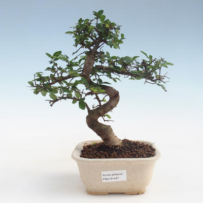 Indoor Bonsai - Ulmus parvifolia - Kleine Blattulme PB2191427 - 1