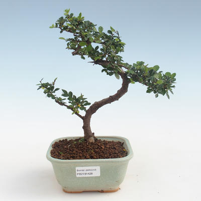 Indoor Bonsai - Ulmus parvifolia - Kleine Blattulme PB2191428 - 1