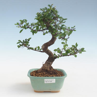 Indoor Bonsai - Ulmus parvifolia - Kleine Blattulme PB2191429 - 1