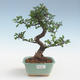 Indoor Bonsai - Ulmus parvifolia - Kleine Blattulme PB2191429 - 1/3