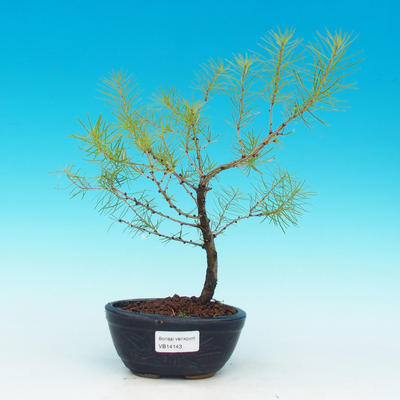 Venkovní bonsai -Modřín opadavý VB14140