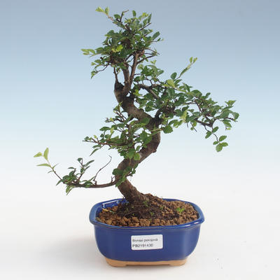 Indoor Bonsai - Ulmus parvifolia - Kleine Blattulme PB2191430 - 1