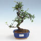 Indoor Bonsai - Ulmus parvifolia - Kleine Blattulme PB2191430 - 1/3