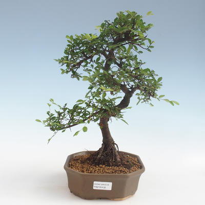 Indoor Bonsai - Ulmus parvifolia - Kleinblättrige Ulme 2191432 - 1