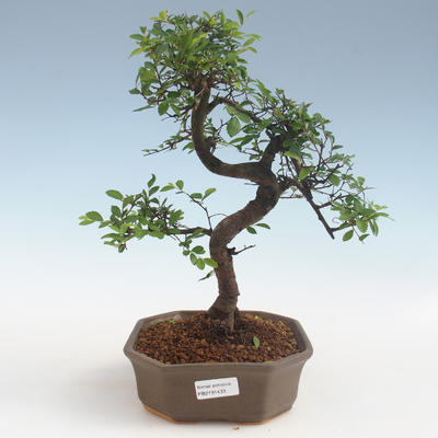 Indoor Bonsai - Ulmus parvifolia - Kleinblättrige Ulme 2191433 - 1