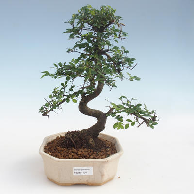 Indoor Bonsai - Ulmus parvifolia - Kleinblättrige Ulme 2191434 - 1