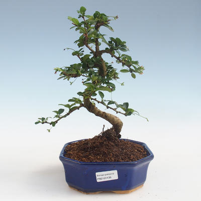Innenbonsai - Carmona macrophylla - Tee fuki PB2191436 - 1