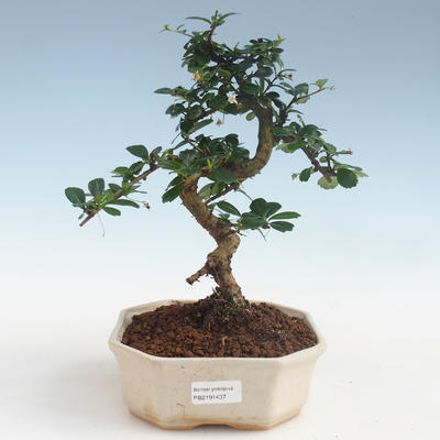 Innenbonsai - Carmona macrophylla - Tee fuki PB2191437 - 1