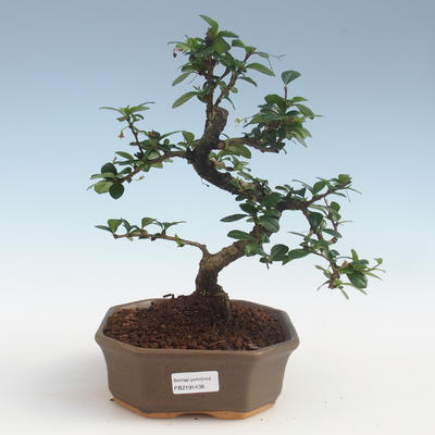 Innenbonsai - Carmona macrophylla - Tee fuki PB2191438 - 1