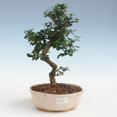 Innenbonsai - Carmona macrophylla - Tee fuki PB2191439 - 1