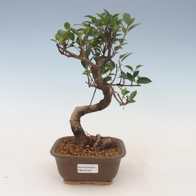 Innenbonsai - Ficus kimmen - kleiner Blattficus 2191447