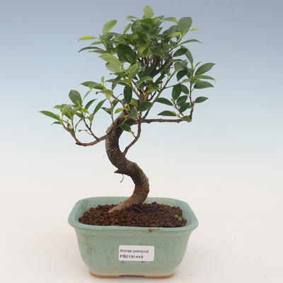 Innenbonsai - Ficus kimmen - kleiner Blattficus 2191449