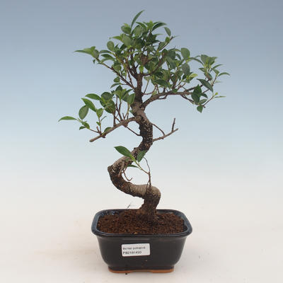 Innenbonsai - Ficus kimmen - kleiner Blattficus 2191450