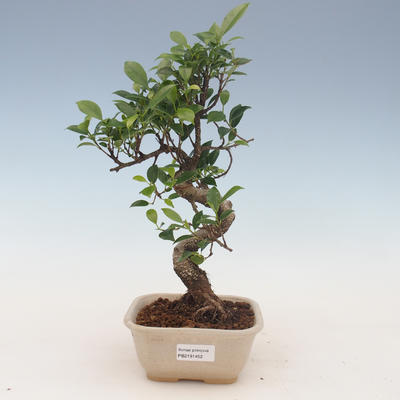 Indoor Bonsai - Ficus kimmen - kleiner Blattficus 2191452