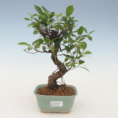 Indoor Bonsai - Ficus kimmen - kleiner Blattficus 2191453