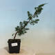 Outdoor-Bonsai - Juniperus chinensis Itoigawa-Chinesischer Wacholder - 1/4