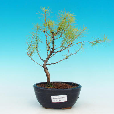 Venkovní bonsai -Modřín opadavý VB14140