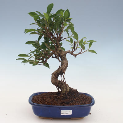 Innenbonsai - Ficus retusa - kleiner Blattficus 2191460 - 1