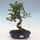 Innenbonsai - Ficus retusa - kleiner Blattficus 2191460 - 1/2