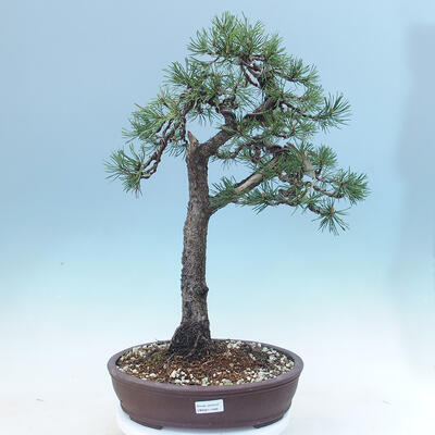Außen Bonsai -Borovice Moor - Pinus uncinata - 1