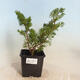 Outdoor-Bonsai - Juniperus chinensis Itoigawa-Chinesischer Wacholder - 1/4
