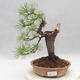 Bonsai im Freien - Pinus sylvestris - Waldkiefer - 1/4