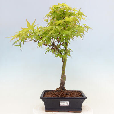 Acer palmatum Aureum - Goldener Palmahorn - 1