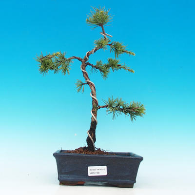 Venkovní bonsai -Cedr libanonský VB14198