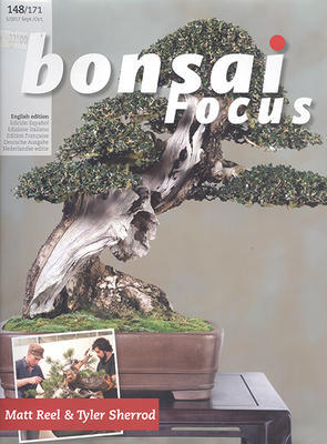 Bonsai Fokus Nr.148 - 1