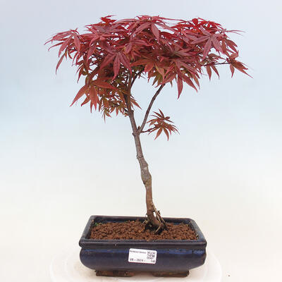 Bonsai im Freien - Acer-Palme. Atropurpureum-Palmblatt-Ahorn - 1