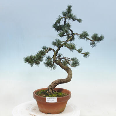 Bonsai im Freien - Pinus parviflora - kleine Kiefer - 1